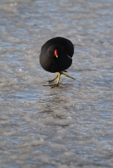 David Plant Photography - Wildlife Photographer - Moorhen on ice - L
